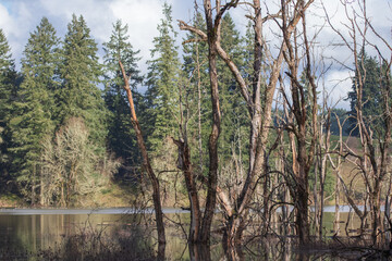 Fototapeta premium invierno