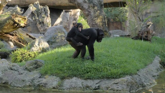 Baby chimp on mothers back