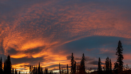 Orange aesthetic sunset sky seen in fall, September, autumn with blue sky behind boreal forest of...