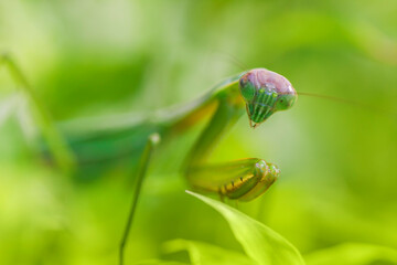 カマキリ　緑色のカマキリ　昆虫　カマキリの表情