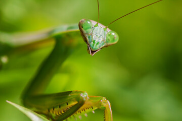 カマキリ　緑色のカマキリ　昆虫　カマキリの表情