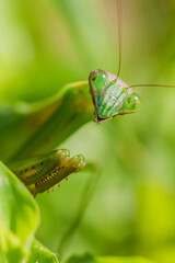 カマキリ　緑色のカマキリ　昆虫　カマキリの表情