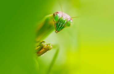 カマキリ　緑色のカマキリ　昆虫　カマキリの表情