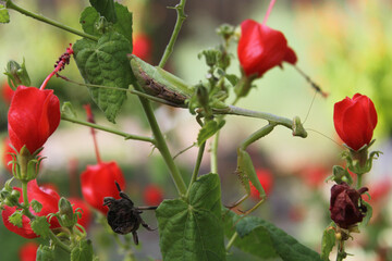 Praying Mantis on Red Hummingbird Bush Waiting for prey