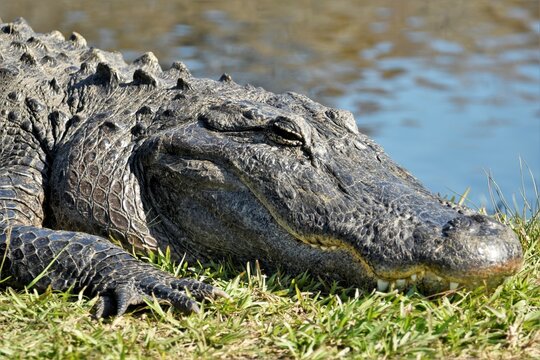 Happy Smiling Gator at La Chua Trail in Gainesville, Florida, USA
