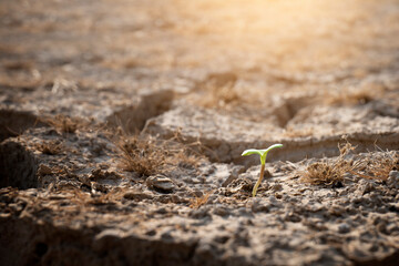 seedlings on cracked soil in dry season affected by global warming causes climate change, concept of environmental