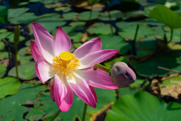 Beautiful pink lotus flower or water lily is blooming and bud  with lotus leaf on sunny day background in pond.