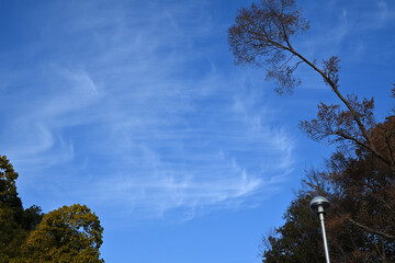 青空に刷毛で描いたような鈎状の巻雲が浮かんでいる風景