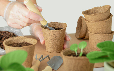 Female hands planting seeds  into peat pots. Hobbies and leisure, home gardening, Cultivation and...