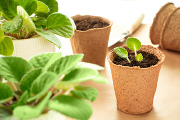 Close up peat pot with young plant and home plants