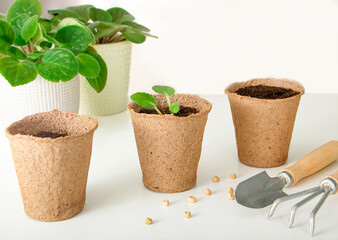 Three peat pots and garden tools on White background. Home gardening concept