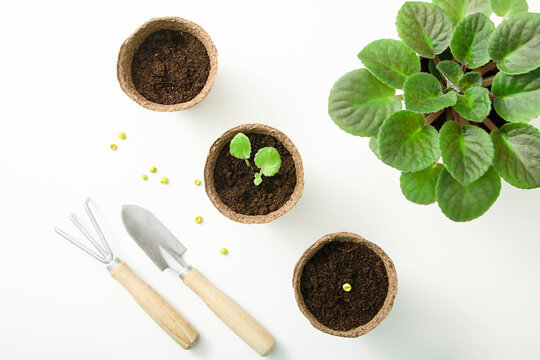 Image of peat pots with seedlings and garden tools and home plant on white background flatly. Home gardening concept