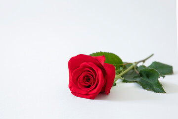 red rose