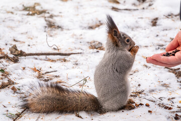 Fototapeta premium Squirrel eats nuts from a man's hand. Caring for animals in winter or autumn.
