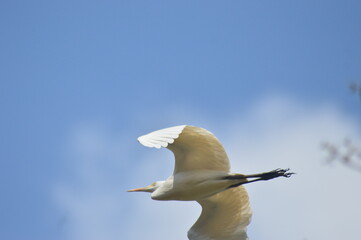 White heron in the blue sky on flight