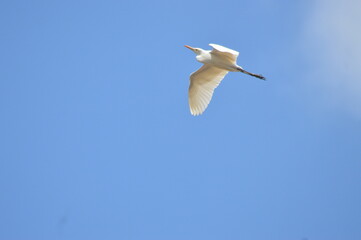 white stork flying in the sky