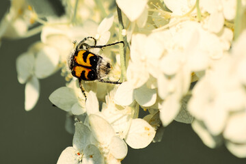 Small Jewel Beetle on the white gentle flowers gathering spring pollen. Insects and animals in the wild