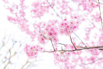 Cherry blossom