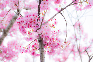 Cherry blossom