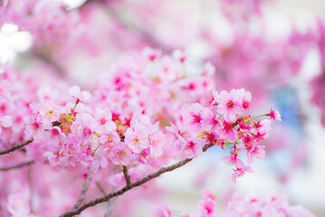 Cherry blossom