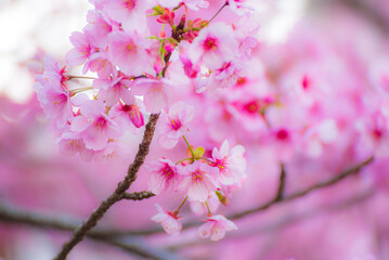 Cherry blossom