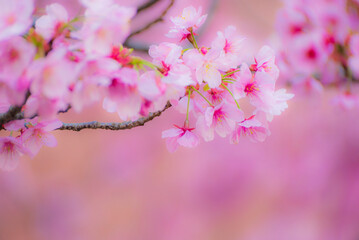 Cherry blossom