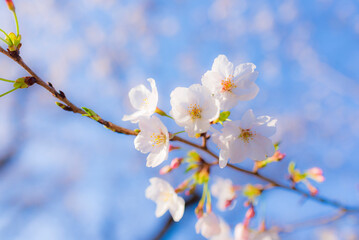 Obraz premium Cherry blossom