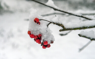 a hat of snow on a bunch of rowan berries