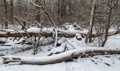 Fallen trees covered in snow