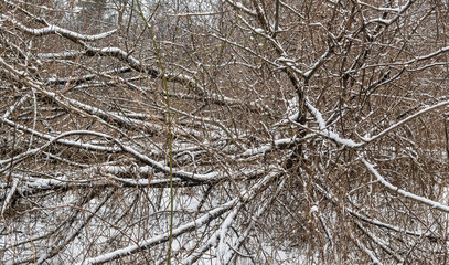 Fallen trees covered in snow