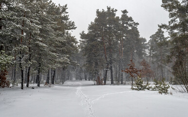 Snow fell to the ground and trees. Cold winter weather.