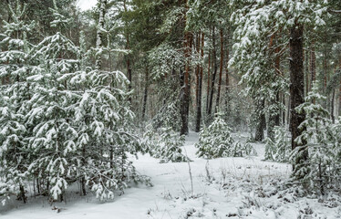 Snow fell to the ground and trees. Cold winter weather.