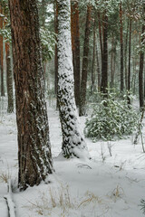 Naklejka premium Snow fell to the ground and trees. Cold winter weather.