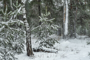 Snow fell to the ground and trees. Cold winter weather.