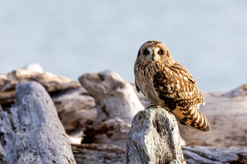 Short Eared Owl foggy afternoon