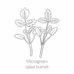 Young microgreen salad burnet sprouts, salad burnet microgreen growing, young green leaves, healthy lifestyle concept, vegan healthy food. Vector line graphics on a white background.