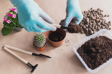 Flat lay transplanting cactus flower on craft background, small gardening tools pour earth into...