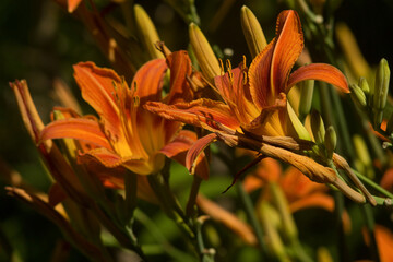 Flowers of the orange daylily Hemerocallis fulva. In the inflorescence of the daylily, unopened buds, bright flowers and fading buds are visible.