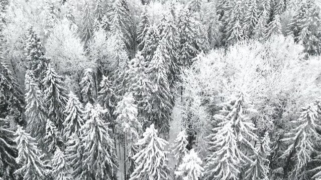 Winter forest top view . Winter picture. 4K video from a drone. Winter Forest 4K . Winter snowy landscape
