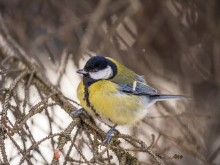 Fototapeta premium Cute bird Great tit, songbird sitting on a branch without leaves in the autumn or winter.