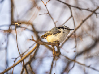 Eurasian nuthatch or wood nuthatch, lat. Sitta europaea, sitting on a tree branch with a blurred background.