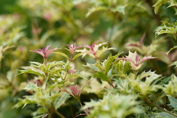 斑入りヒイラギとヒイラギの新芽