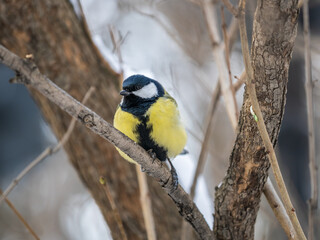 Cute bird Great tit, songbird sitting on a branch without leaves in the autumn or winter.