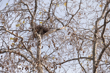 empty birdhouse in the leafless tree. animal nest.