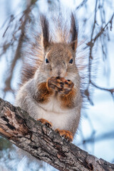 Obraz premium The squirrel with nut sits on tree in the winter or late autumn