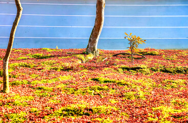 京都、曼殊院門跡の落ちもみじ