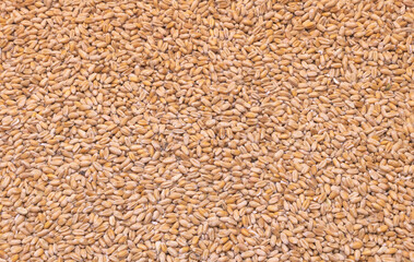Close up shot of Wheat grains textured