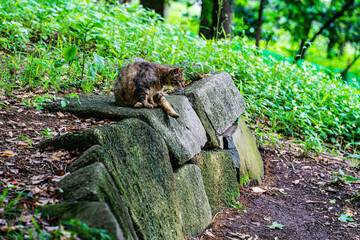 何かに気付いた猫
