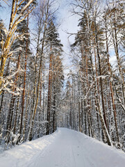 Naklejka premium A forest road among tall snow-covered ship pines in the village on a clear, frosty winter day