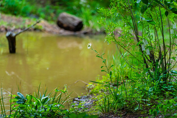 ビオトープの花